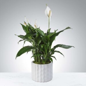 Modern Spathiphyllum Plant 10 in